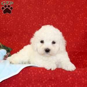 Walnut, Bichon Frise Puppy